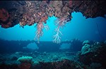 coral under beam